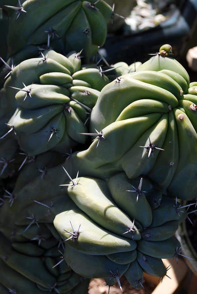 Cómo cultivar el cactus monstruoso (Cereus peruvianus monstruosus)